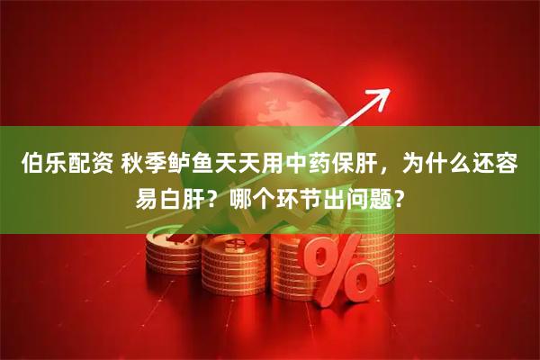 伯乐配资 秋季鲈鱼天天用中药保肝，为什么还容易白肝？哪个环节出问题？